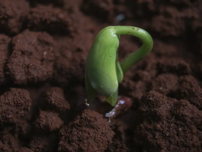 green bell pepper on brown soil
